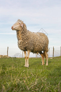 农场的牧羊图片