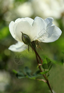 春天的白色花瓣背景图片
