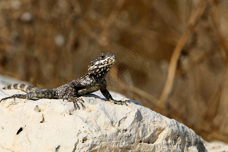 一只蜥蜴坐在热石上在以色列北部图片