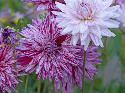 花园里盛开的紫罗兰色大丽花图片