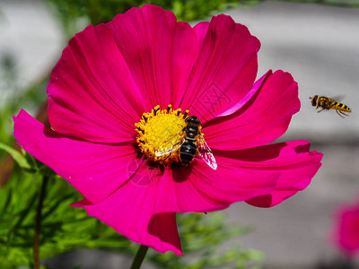 明亮的粉色宇宙花朵在夏日花园中与蜂蜜图片