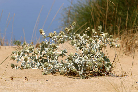 以色列北部炎热干燥的夏季植物和鲜花照片图片