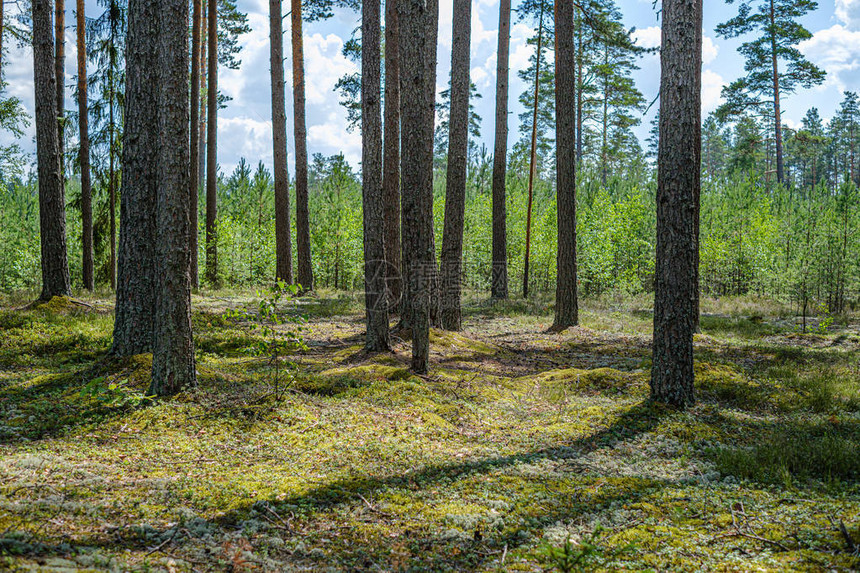 夏季有树干和绿色林床的松树林图片