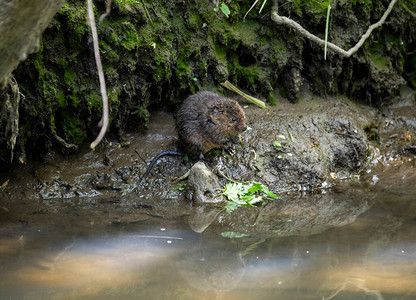 河上活体褐河鼠图片