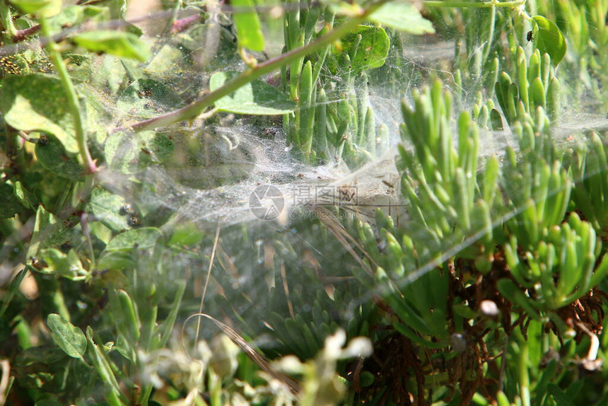 在稠密的草地上捕蜘蛛网以色图片