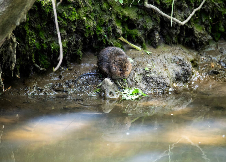 河岸上的棕河大鼠开始经图片