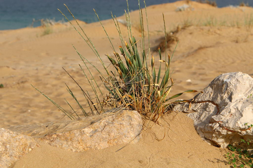 绿色植物和鲜花在沙漠滩上艰苦条件下生长图片