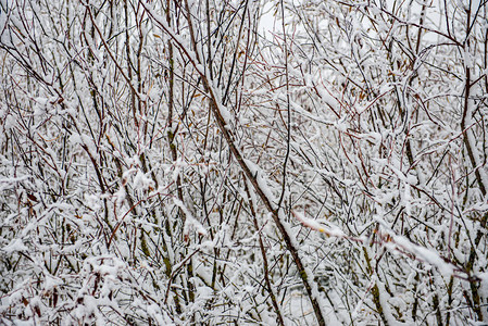 冬季干草植被树枝和叶冰雪覆盖着图片