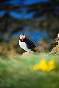 海雀在冰岛海鸟在陡峭的悬崖上冰岛西峡湾的鸟类与野生动物组成图片