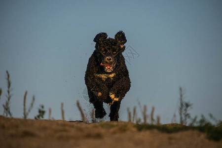 疯狂的快乐水葡萄牙狗在沙子里抓球布拉格秋季摄影背景图片