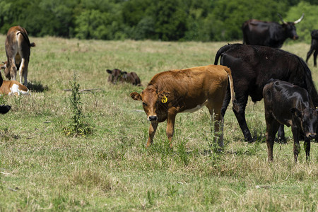 一只带有黄色耳标的年轻棕色小牛站在草地上图片