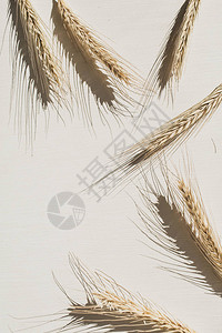 Rye/小麦在白色背景上猛涨图片