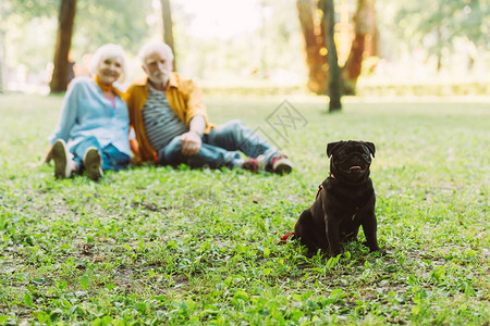 帕格犬在公园背景下与老夫妇坐在草地上图片