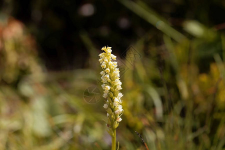 一座高山植物小白兰花的朵Pseudorchisa图片