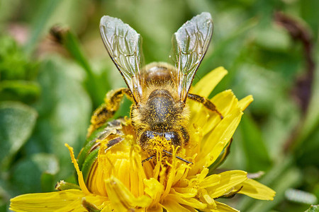蜜蜂在花园里的蒲公英花上采图片