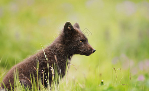 冰岛夏季草原上的蓝状北极狐VulpesLacopus图片