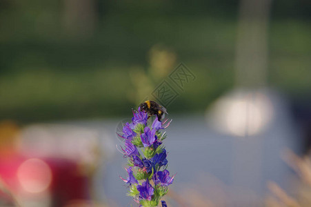 大黄蜂在一朵花上图片