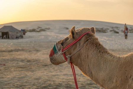 沙漠野生动物园骆驼骑行的骆驼背景图片