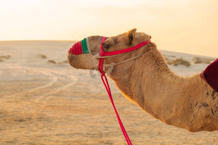 沙漠野生动物园骆驼骑行的骆驼背景图片