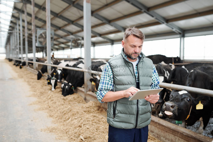 当代动物农场的成年男工人使用数字平板电脑搜索有关奶牛新型食图片