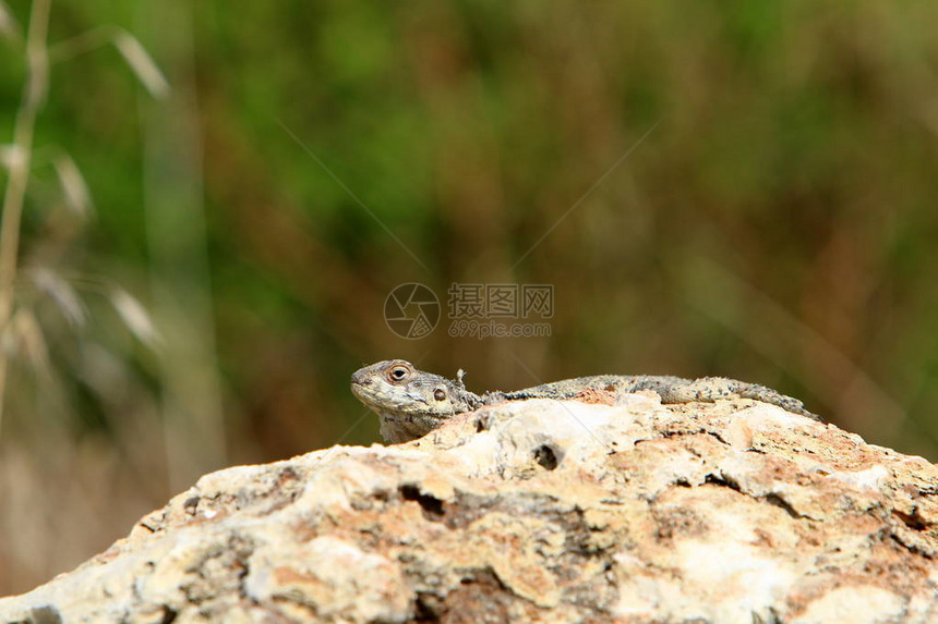 蜥蜴坐在地中海沿岸的一块大石头上晒图片