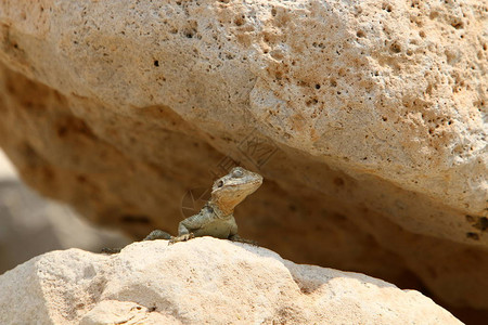 蜥蜴坐在地中海沿岸的一块大石头上晒太阳图片