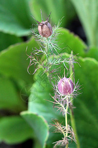 两株黑孜然或Nigellasativa或Blackcaraway或罗马香菜或KalojeereKalonji一年生开花植物图片