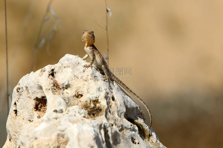 一只蜥蜴坐在地中海岸的一块大石头上在阳图片