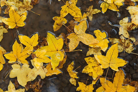 秋天的落叶在水坑里秋季多雨天气秋天的背景黄色的叶子漂浮在水背景图片