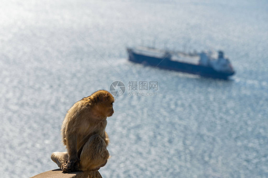 在直布罗陀背景上坐着海船的猴子和图片