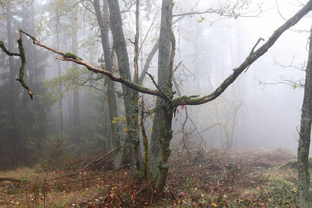 秋天森林里的雾老树图片