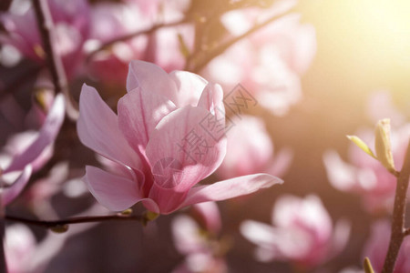 花园里盛开的粉红木兰图片