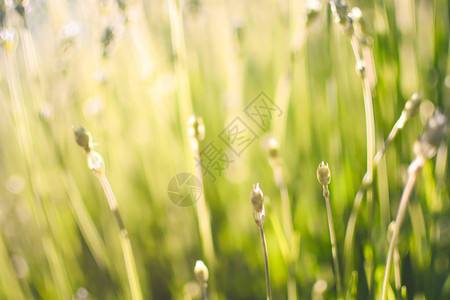 在温暖的夜晚阳光中夏日草原放松图片