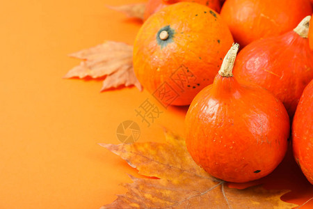 南瓜和树叶的成分橙色背图片