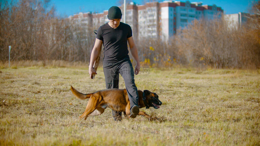 一名男子训练他的德国牧羊犬在教练腿图片