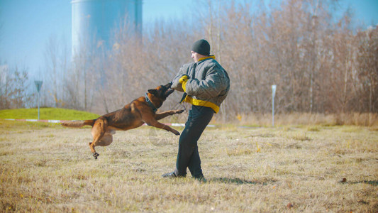 一个男人训练他的德国牧羊犬狗用保护夹克图片
