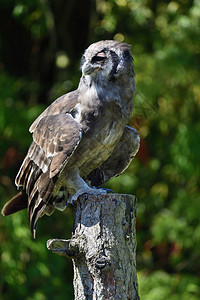 Verreaux的鹰猫Bubolacteus在树桩图片