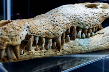 牙齿和大鳄鱼下巴的惊人图片