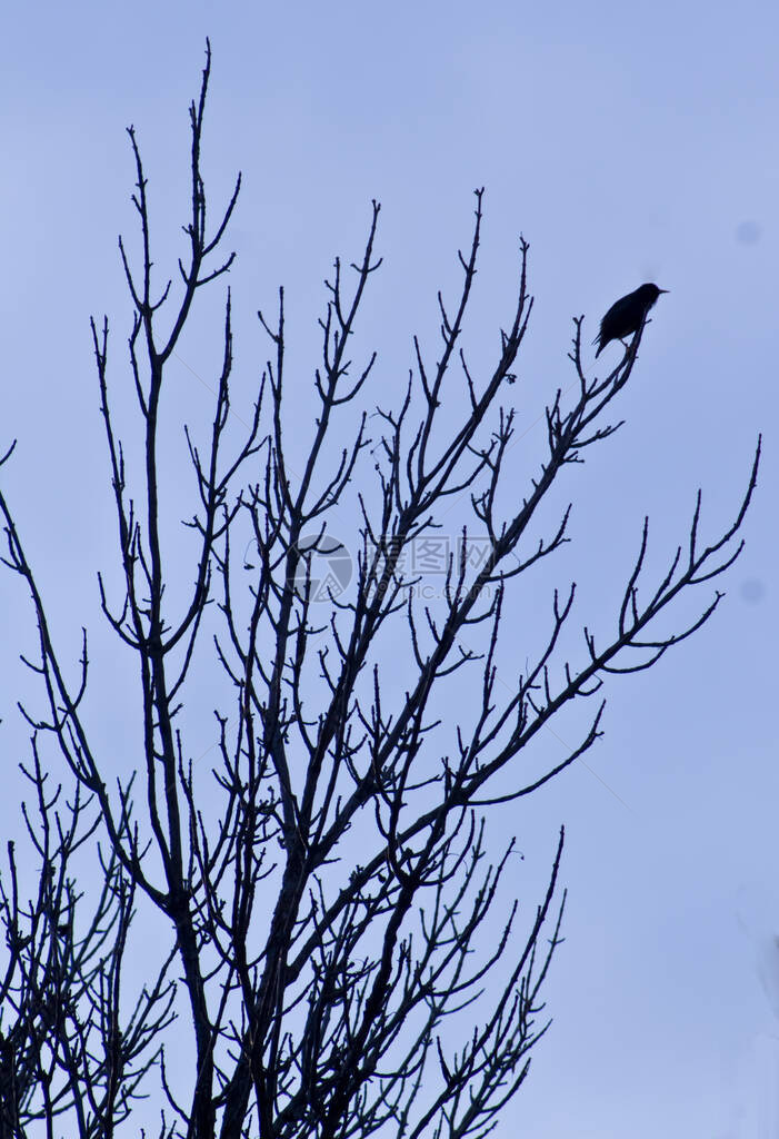 鸟在树和蓝天的剪影图片