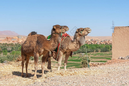 绿洲背景上的两个单峰骆驼图片