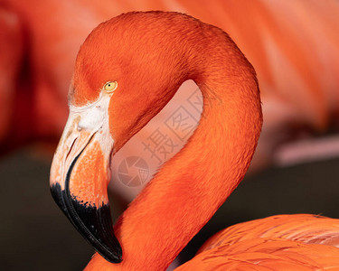 紧贴加勒比鸟类的红火烈鸟Phoenicoptereusru图片