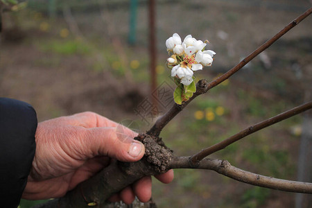 园丁在用成形生长芽青叶和花朵的梨树上进行活图片