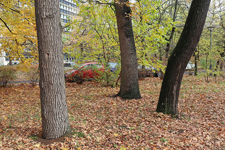 秋天时间树林里的树干图片