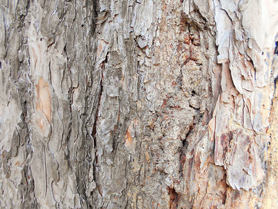 棕松树在桑尼山上叫声可能高清图片