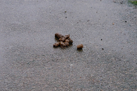 下雨天在街上拉狗屎图片