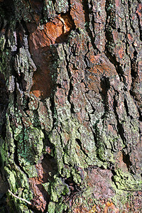秋天树林里长满苔藓的树干图片
