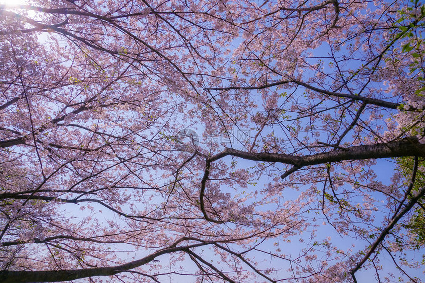 樱花树林的树冠图片
