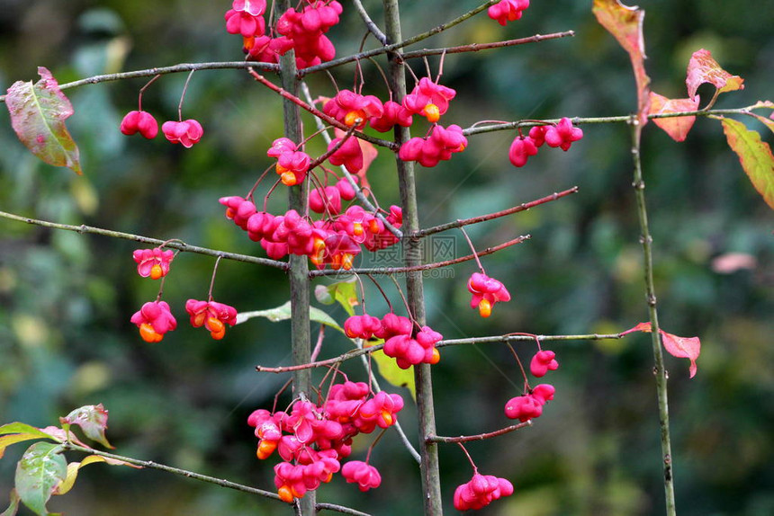 Hamiltons梭形树或Euonymushamiltonianus或喜马拉雅梭形开花树图片