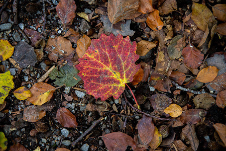 一片红秋叶落到地上与背景相图片