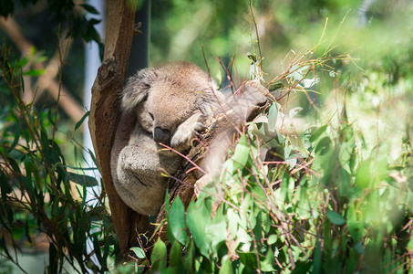 澳大利亚拉河谷桉树中的考拉图片
